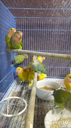 Попугай неразлучник