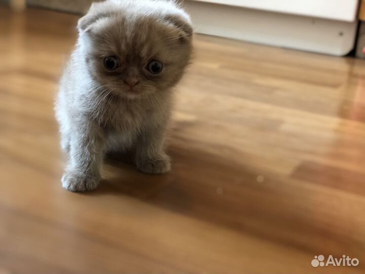 Шотландские котята