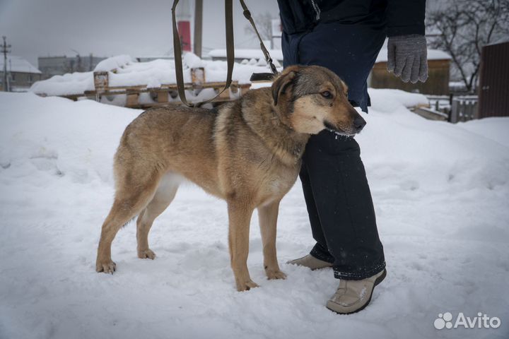 Бетти собака 3 года