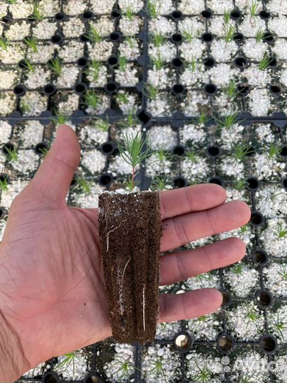 Сеянцы Сосны, Ели, Лиственницы зкс и окс