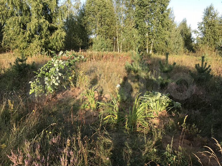 Участок 13 сот. (СНТ, ДНП)