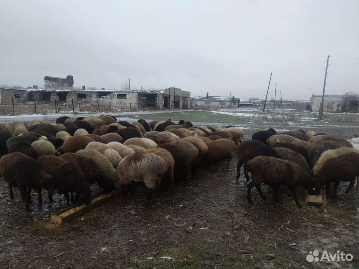 Бараны курдючные