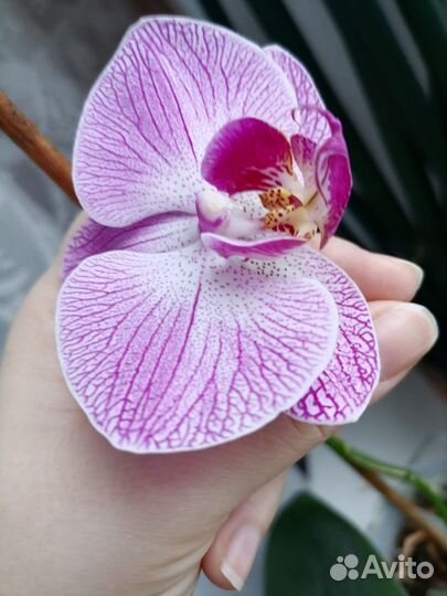 Орхидея фаленопсис