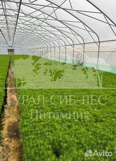 Сеянцы Лиственницы Сибирской с зкс