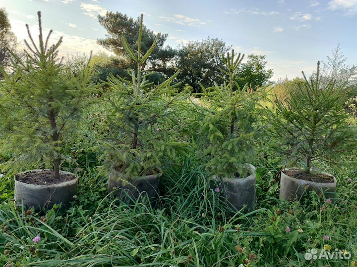 Ель зелёная обыкновенная