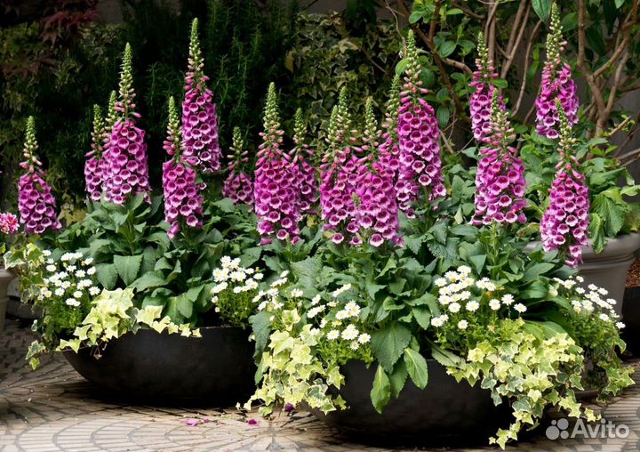 Колокольчик, барвинок, Птицемлечник