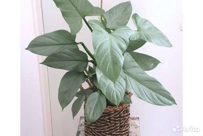 Филодендрон хастатум