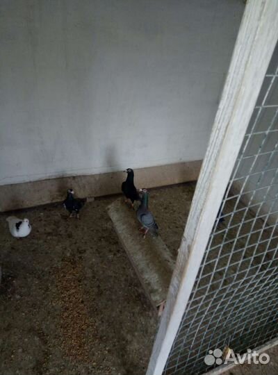 Голуби драконы карьеры и перьмики