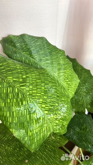 Калатея нетворк