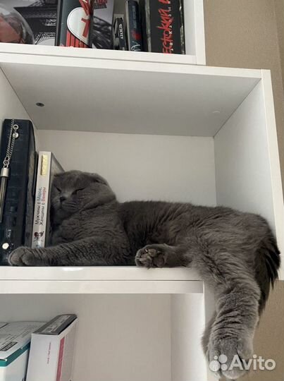 Кот на вязку вислоухий