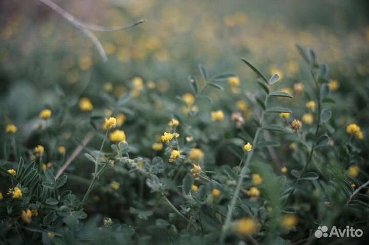 Carl Zeiss Jena DDR Tevidon 25/1.4 c-mount на m4/3