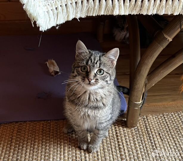 Котенок -подросток девочка Рокси, мышеловка