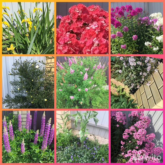 Многолетние цветы