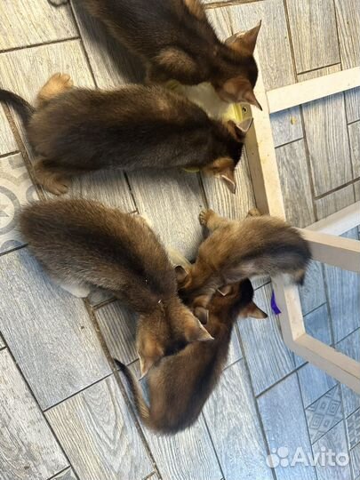 Абесинские котята