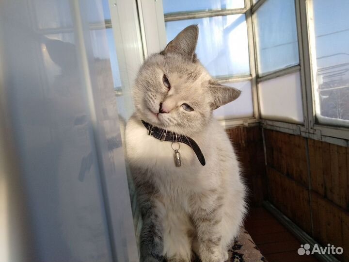 Тайская кошка