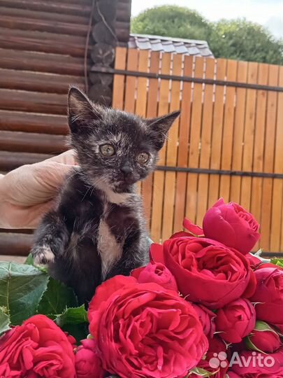 Ася котёнок в добрые руки