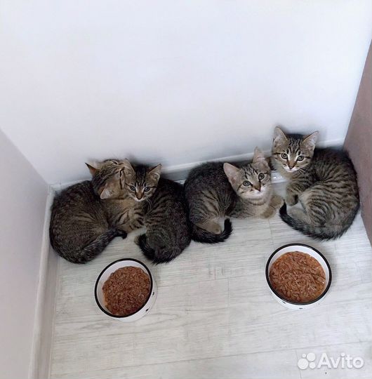 Котята ищут любящих хозяев