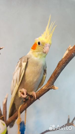 Птенчики кареллы