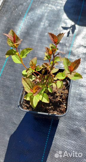 Саженцы спиреи японской 