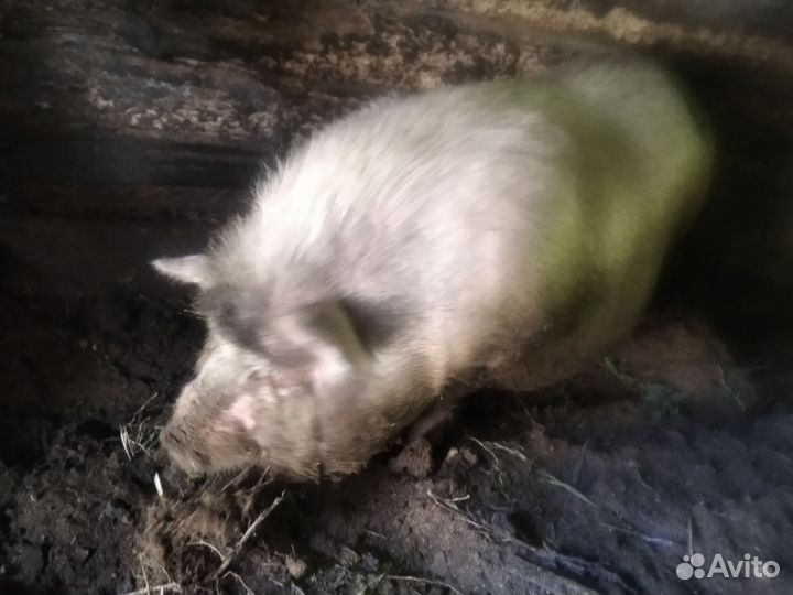 Свиноматка