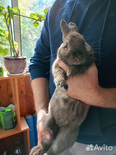 Декоративные карликовые кролики