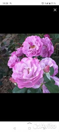 Розы, многолетки, хвойники