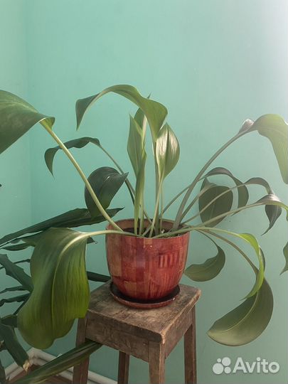 Комнатные растения