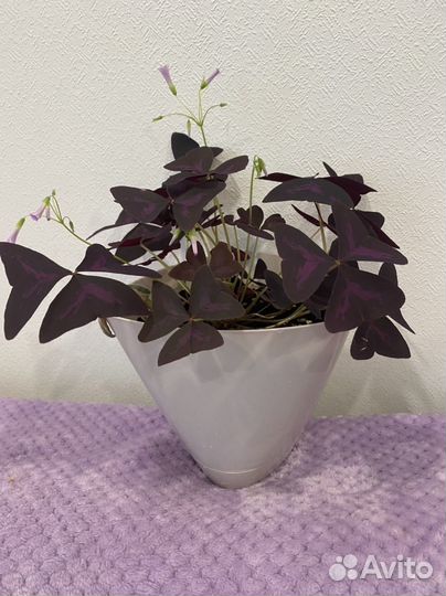 Цветок на 1 сентября Кислица/Оксалис