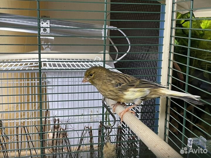 Кенара и канарейки