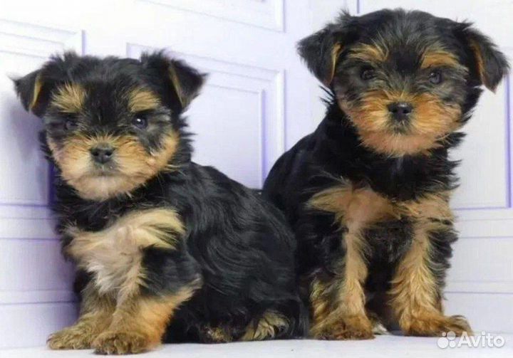 Йоркширский терьер