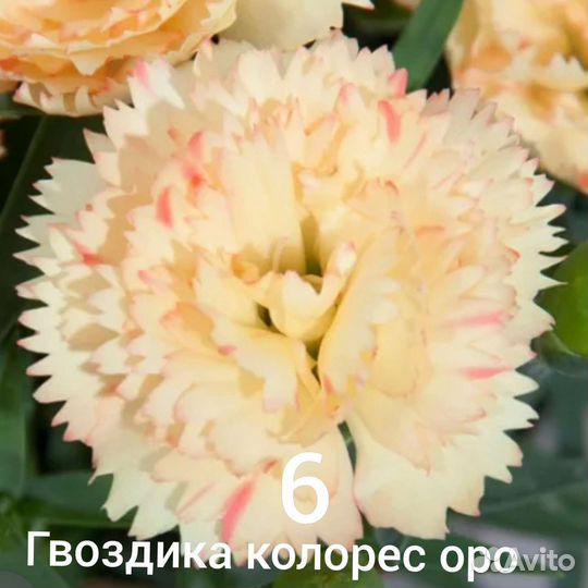 Гвоздика вегетативная