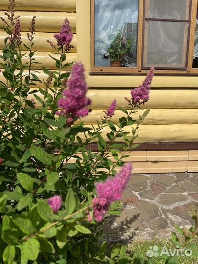 Спирея большой куст