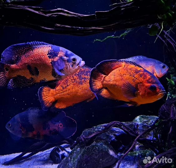 Астронотус ореховый