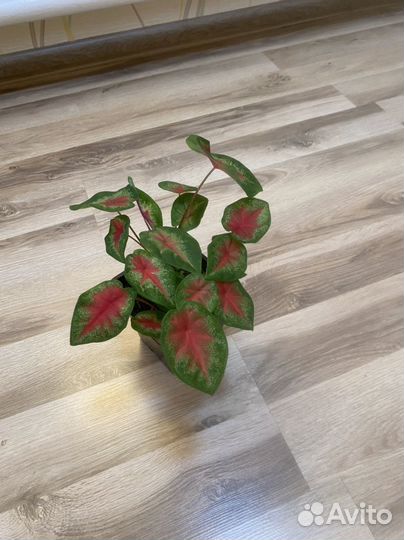 Каладиум, Сингониум