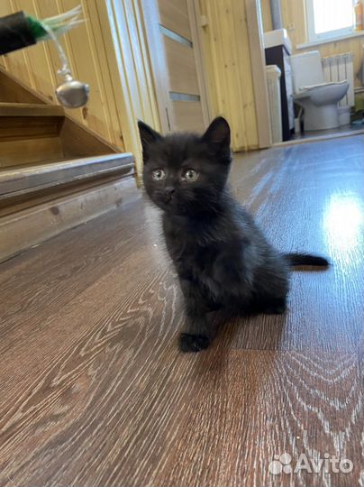 Котята вислоухие