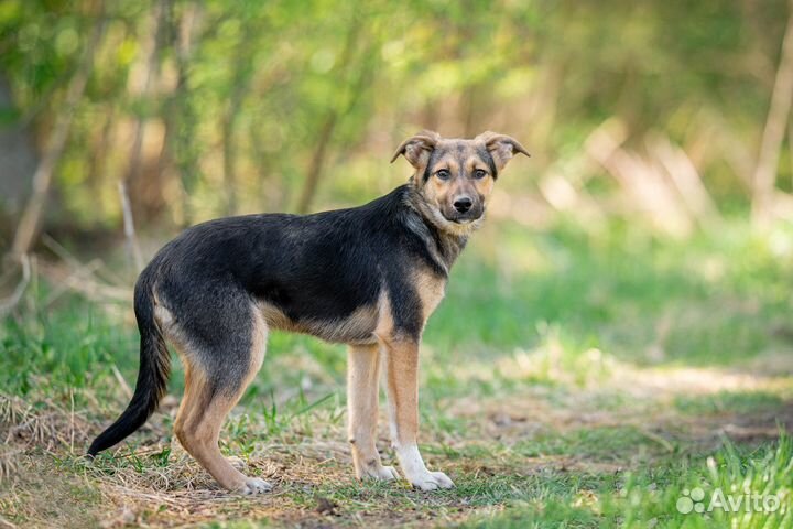 Щенок мальчик