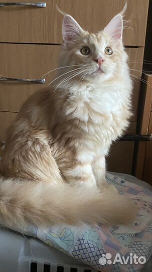 Милейшие детки мейн-куны