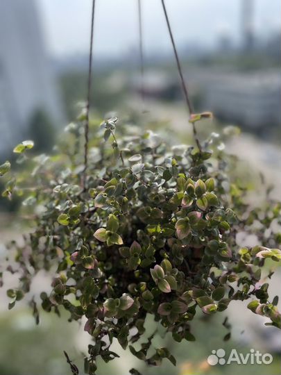 Коллизия Крибо