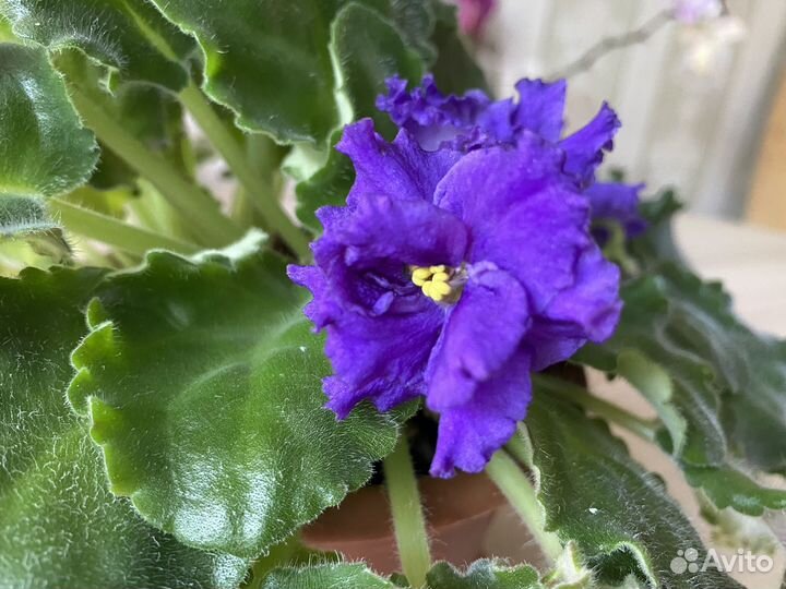 Фиалка в горшках