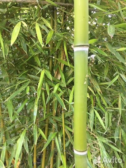 Бамбук, живая изгородь