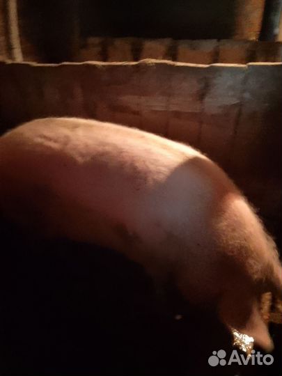 Продам свинью