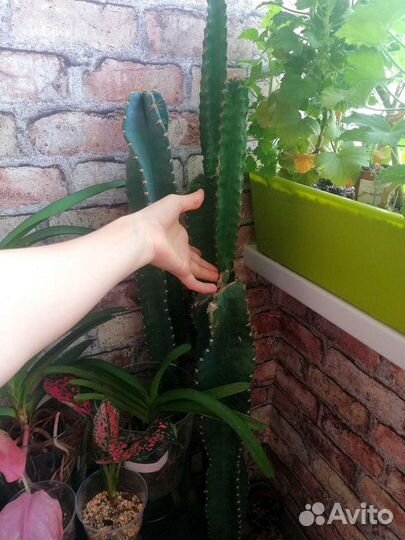 Кактусы и суккуленты