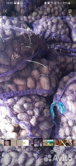 Продам картофель оптом