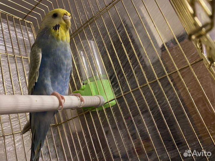Волнистый попугай с клеткой