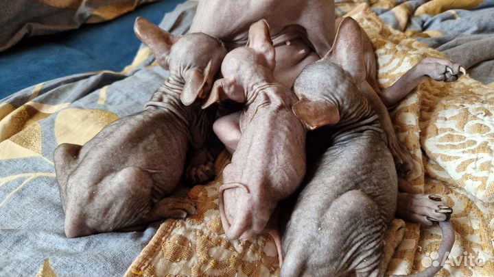 Донской сфинкс котята