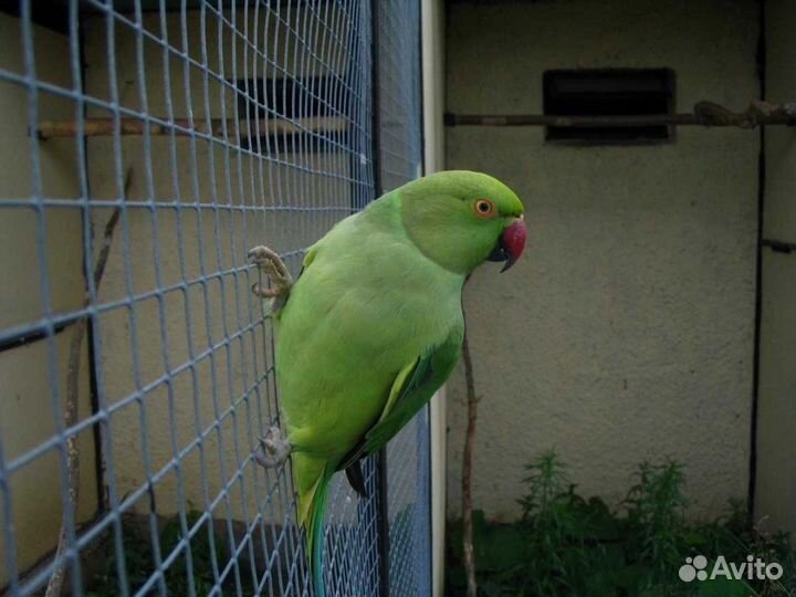 Попугаи для разговора