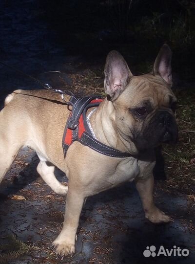 Вязка Французский бульдог