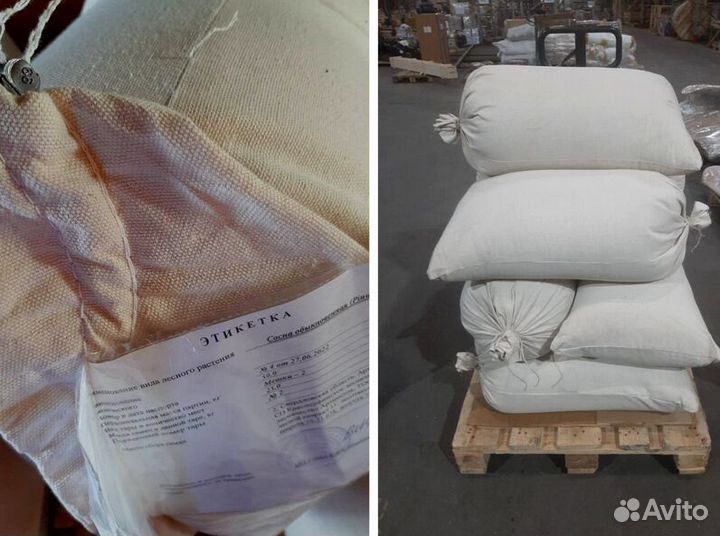 Семена ели обыкновенной