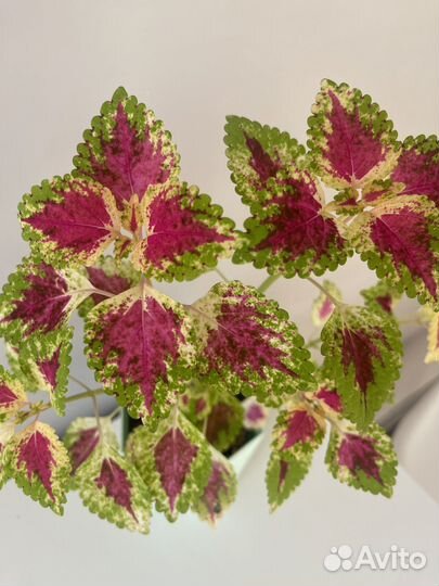 Комнатное растение колеус