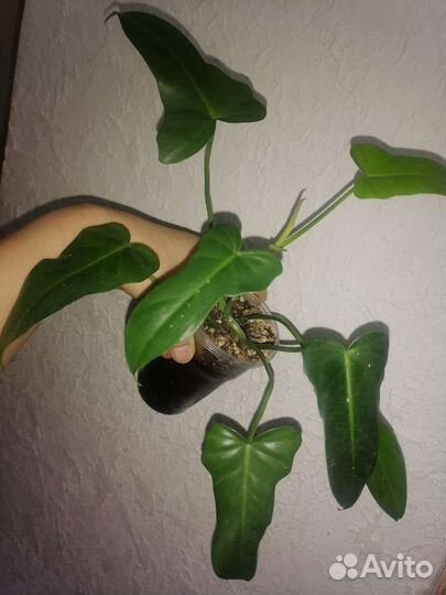 Филодендроны сортовые